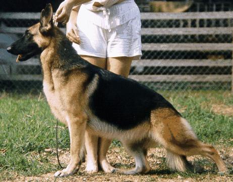 Sturdevant's Z-Striptease