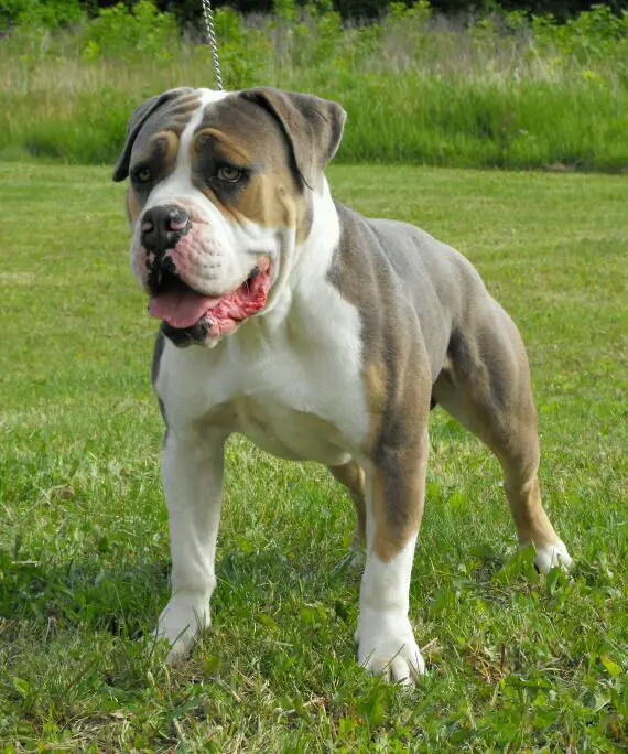 Tenacious B Kennel's Dublin