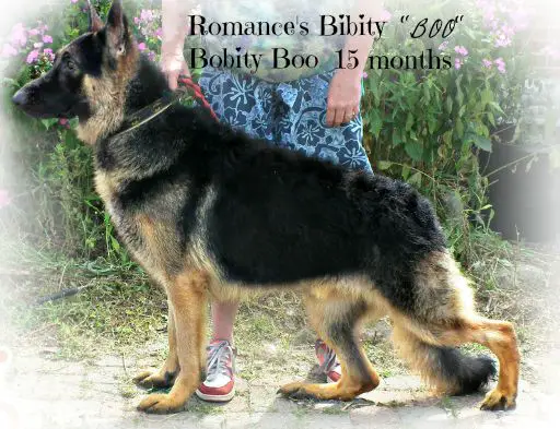 Romance's Bibity Bobity Boo