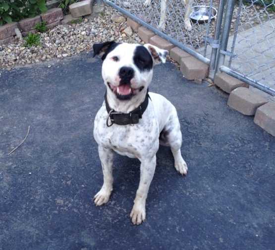 PlugUgly's Cracker Cowboy AKA ROOSTER