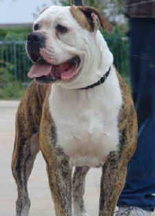 ABSOLUTE'S PETERBUILT OF A&B