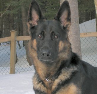 Noblehart's Sierra Sky