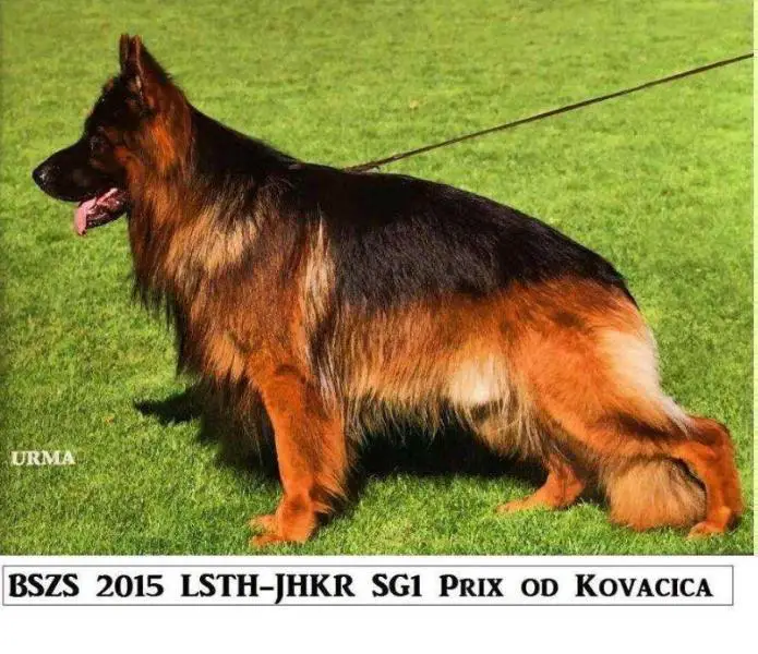 SG1 BSZS 2015. Prix od Kovacica