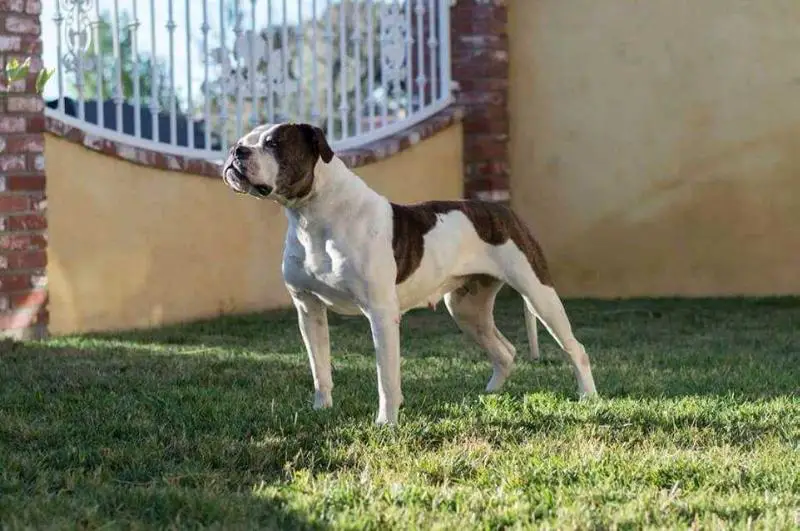 AB Positive's Roz of Xtremebulldogs