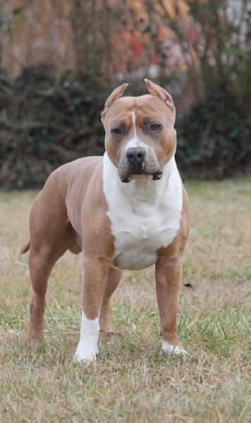 Lobotown Special One Dane