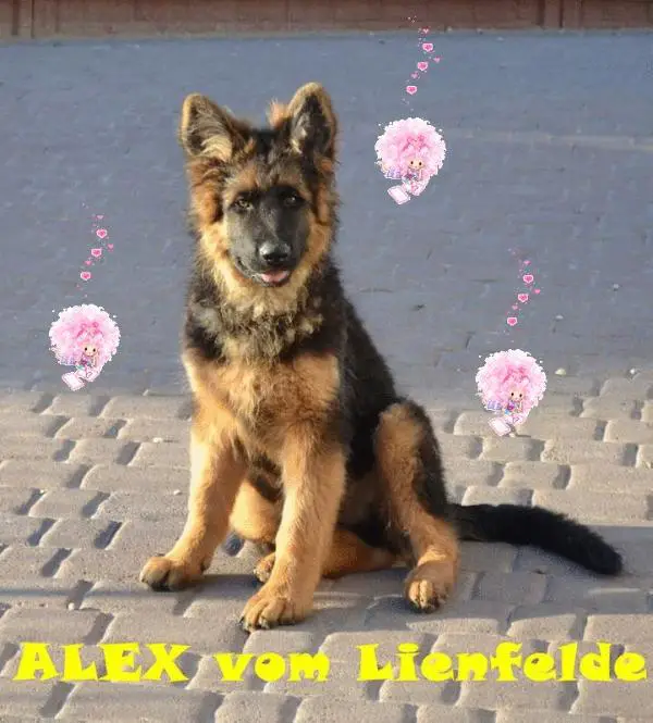 Alex vom Lienfelde