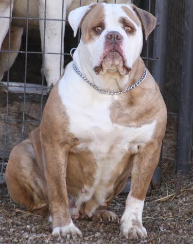 BullyBadass's Princess Kyra of BFK