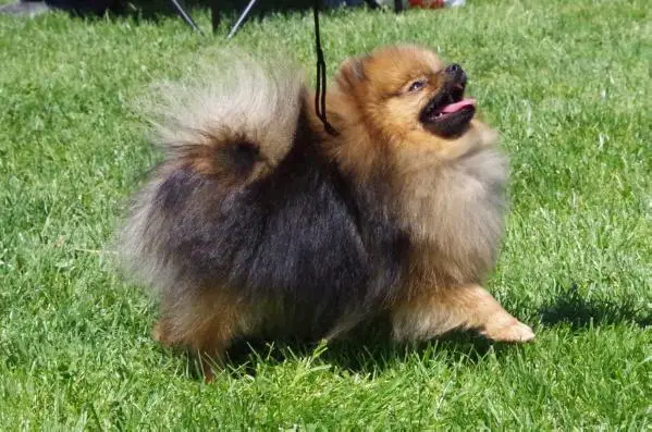 CH B. Isis Gafia's Little Pack