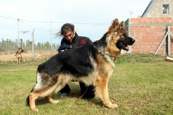 Ajax Patagonian Hunde
