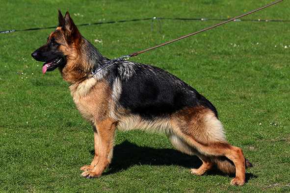 Jill du Mazet des Salins