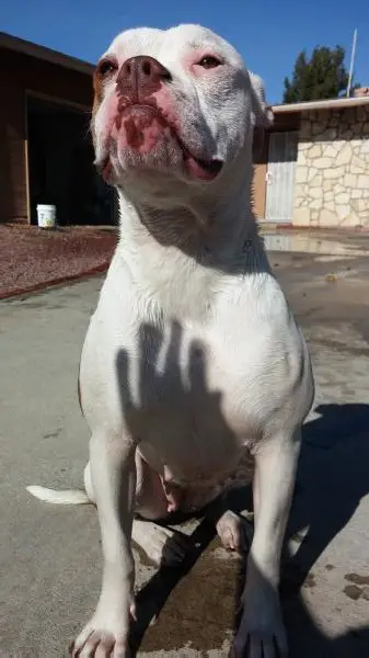 Rebelious Beefy of WolfSlayers