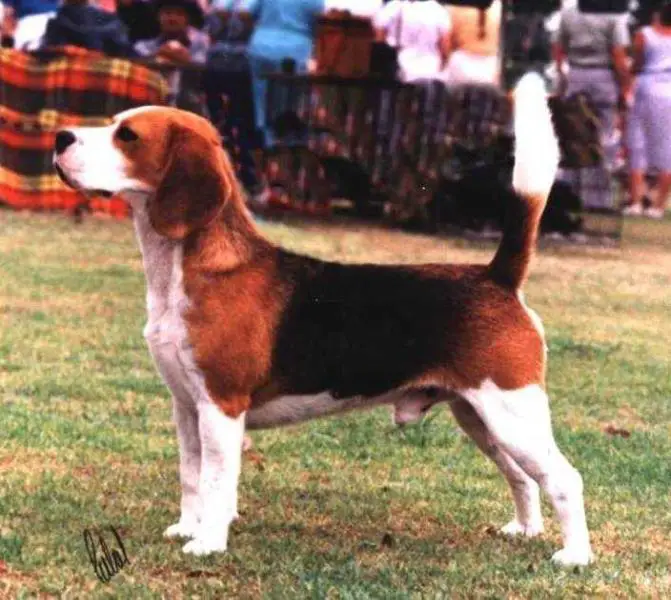 CH Tragband Summer and Smoke