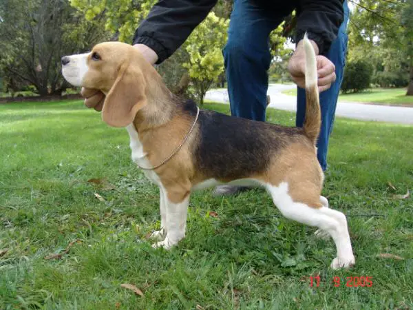 BIS BISS AUST CH Moonmagik rain dancer