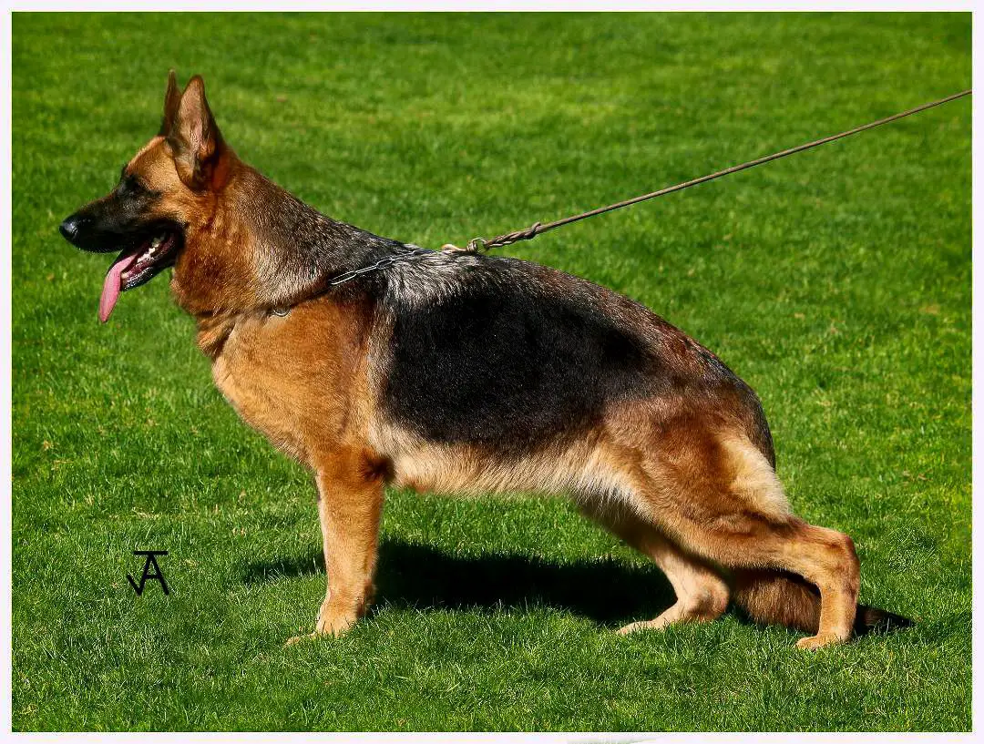 VA4 Siegerschau Spain 2017 Maybe von Turia Drimas