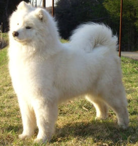 Vanderbilt's Essence Of Cool