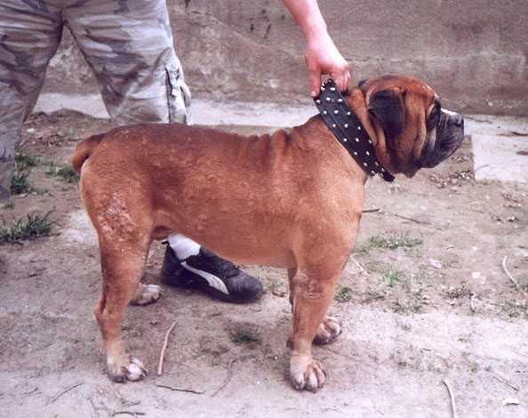 Vee Eight's Demon Sizzler