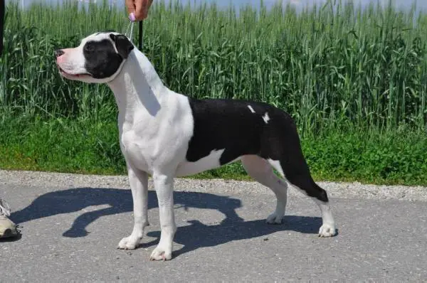 Blue Rock Guess it must be Love