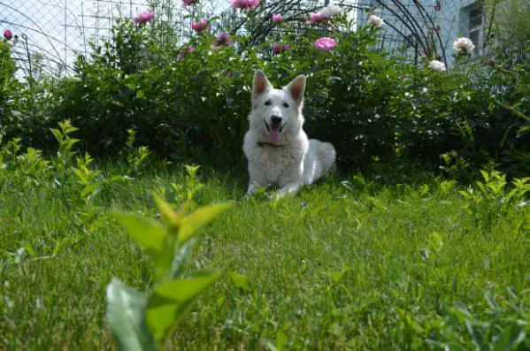 JCH RUS, CH RUS Vesta zimnjaja skazka