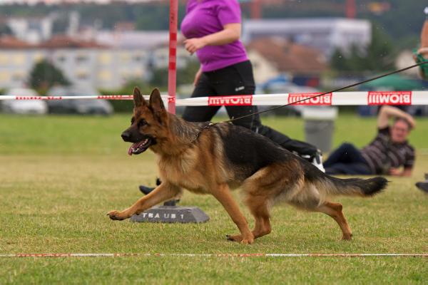 V, (SG15 BSZS 2014 JKH) Gipsy vom kleinen Zauberberg