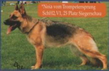 V Niola vom Trompetersprung