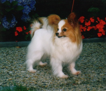 Gemini Van De Capellekes