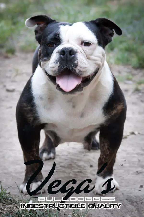 Soldier's Yuma of Vega's Bulldogges