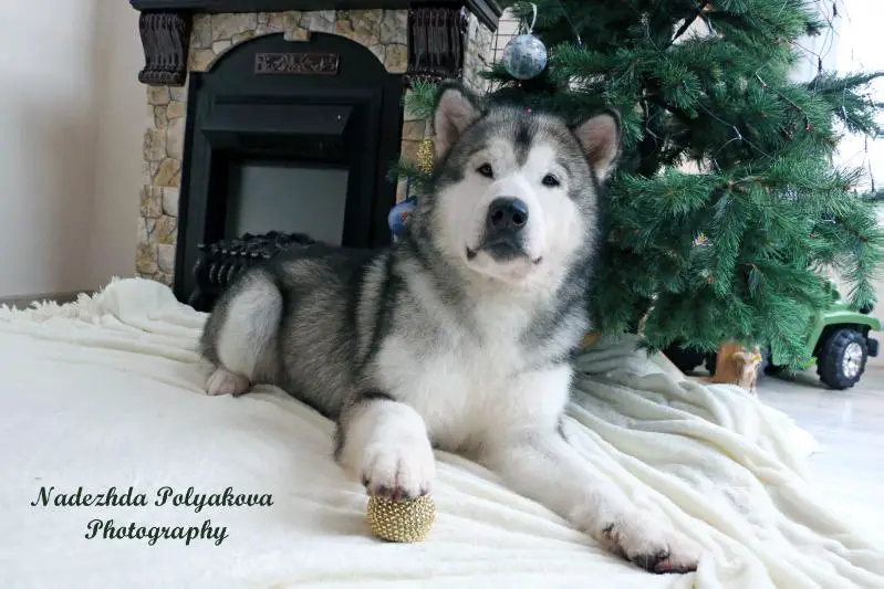 MULTIPLE PBIS JEW'14 Gold of Maja Now or Never