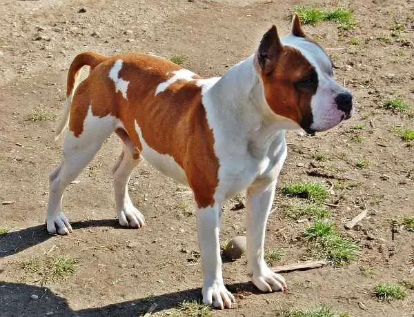 Roughcharm Iceman