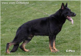 SG Vero vom Österfeld