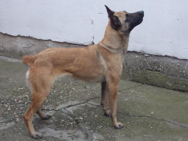 Kala Niger Lupus ex Migora