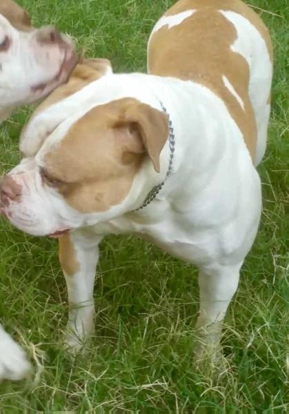 Empire'S princess of epic Bullies NCL/ICH CLEAR PH. 28.30