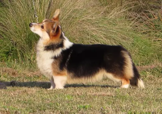 Nireno Charm Bracelet