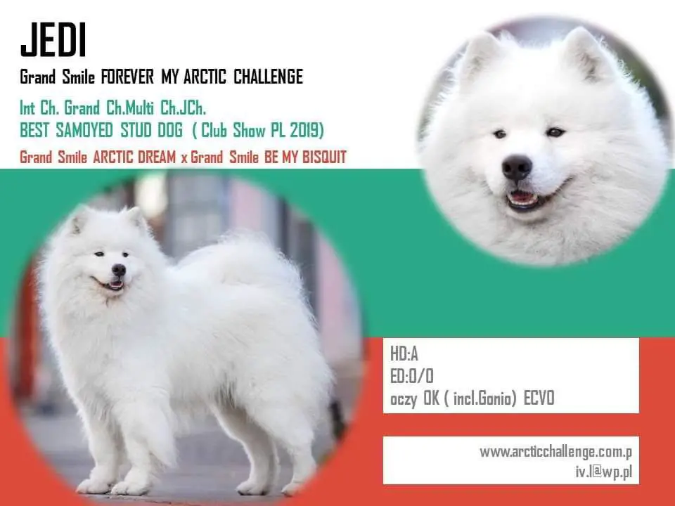 ICh.Multi Ch.Grand Ch.JCh. Grand Smile FOREVER MY ARCTIC CHALLENGE