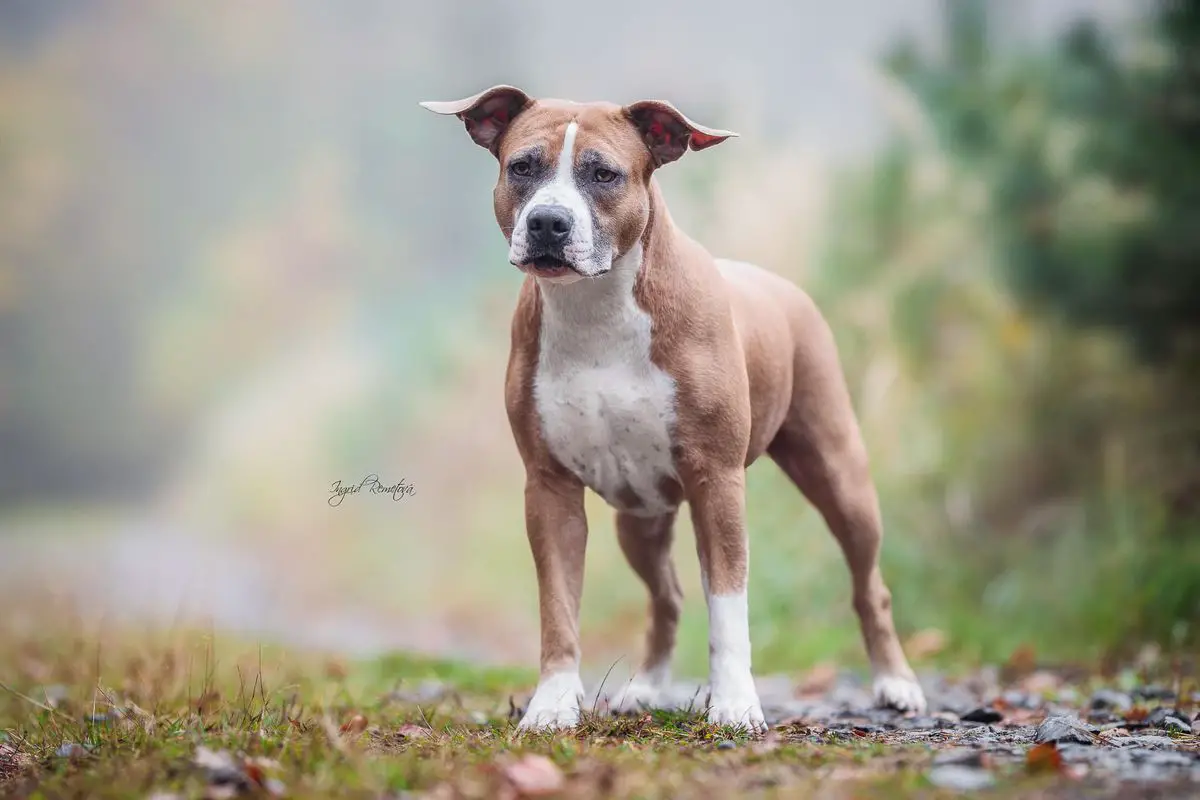 IntCh. GrCh. MultiCh. CCh. CJCh. Bellatrix Gangster Staff Bohemia