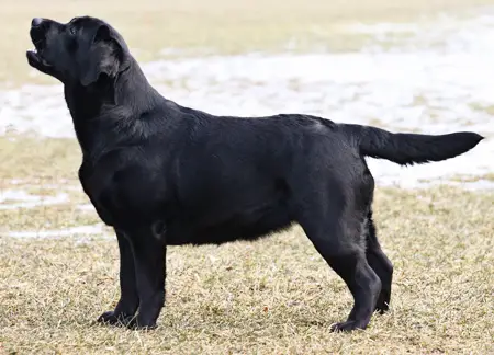 CH Dickendall Princess Phoebe