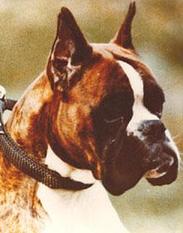 Carlino von Nassau-Oranien‘s
