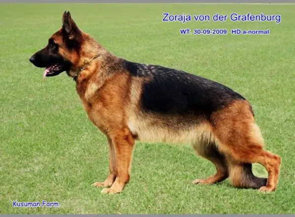 Zoraja von der Grafenburg