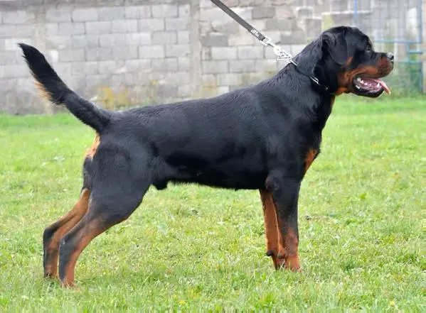 Al Capone Suny Day's