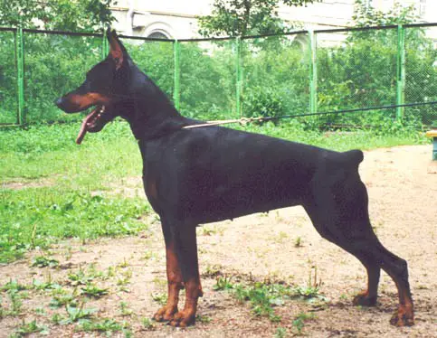 CH. RUSSIA; 6 X CAC Modus Ost Gottin Gera