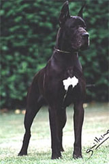 INTERCH., CH.(ITA), EUR.CH.1998, FRA JR. CLUB CH., EUR.JR. Havana-N della Baia Azzurra