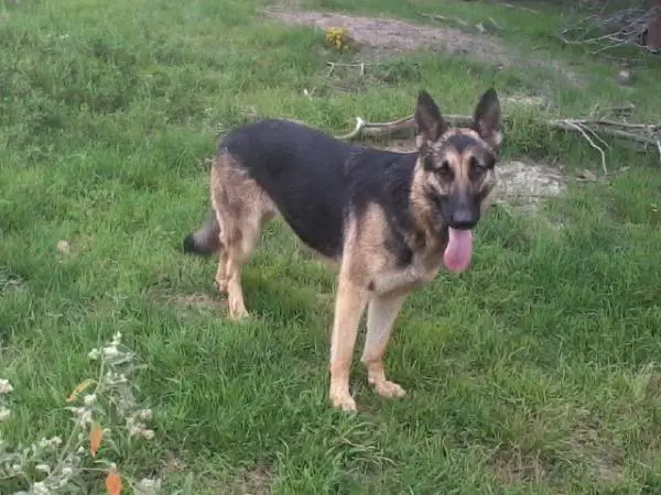 Tipi S Ranch's Moonchaser
