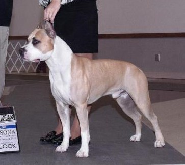 AKC CH NC-Style Wonderlands Heart Of Gold