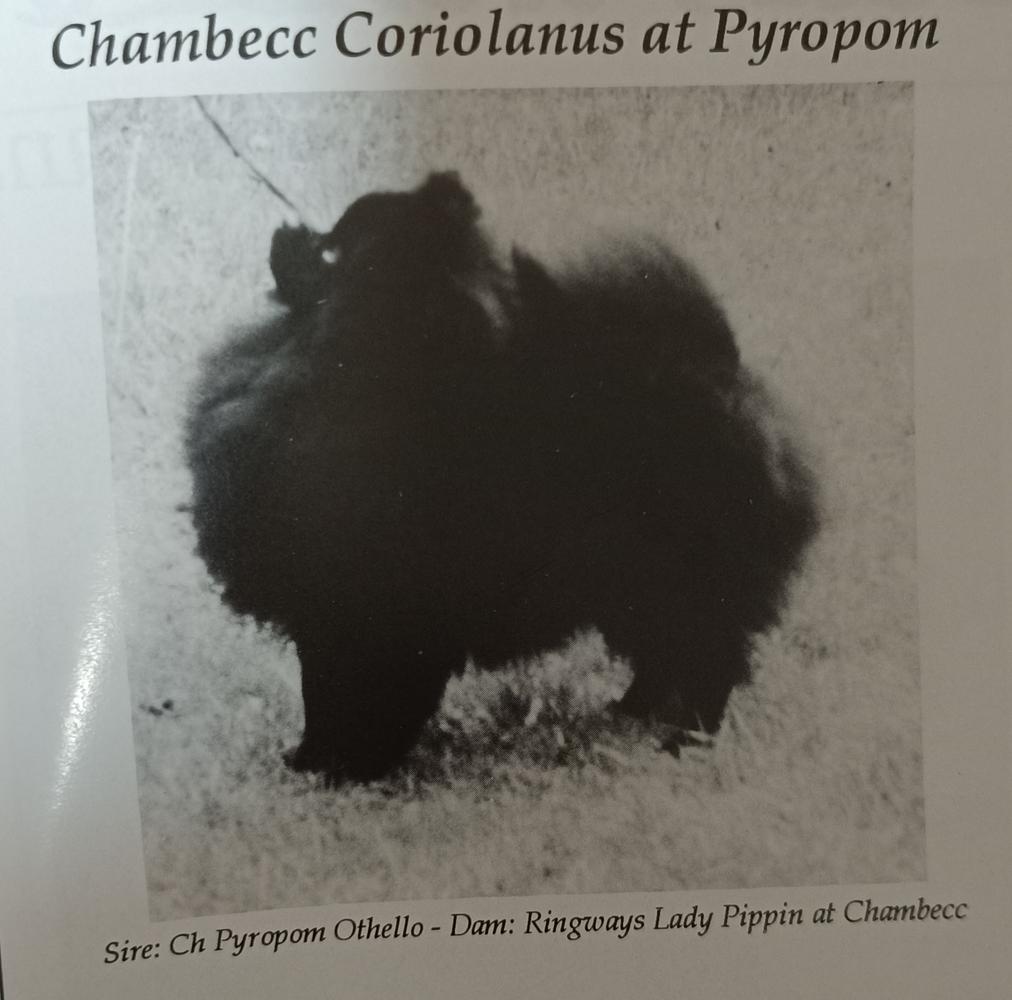 Chambecc Coriolanus at Pyropom