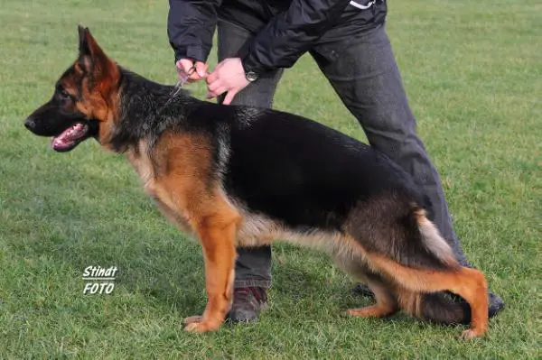 V Upsy aus dem Haus Zygadto