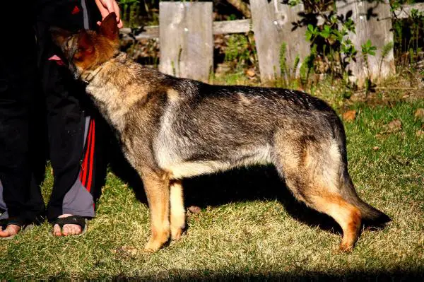 Kenai vom Hermes