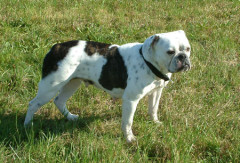 RAISING CAIN'S LADY LIS