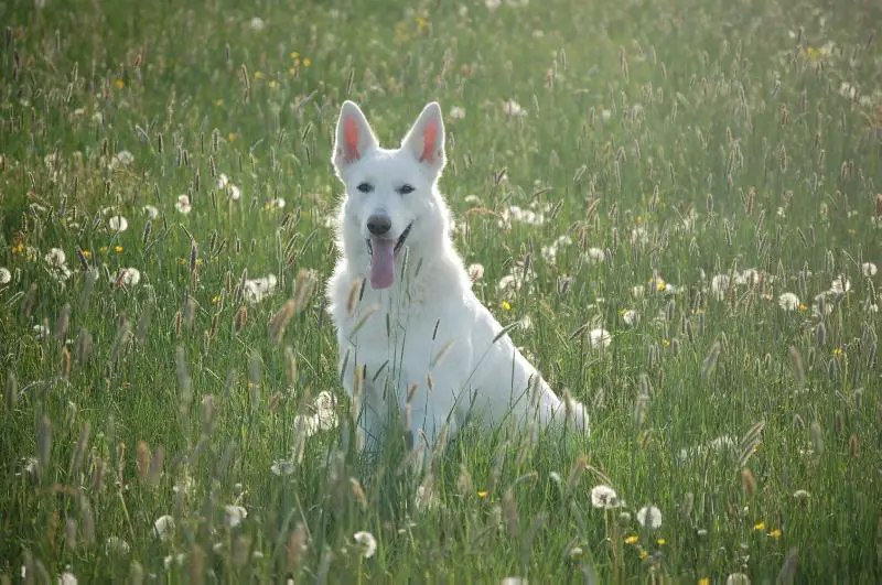 Bo-Zafhira of the White Heaven