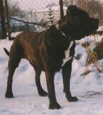 Kunta-Kinte de Alacant Bull