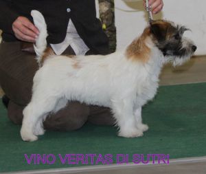 vino veritas di sutri