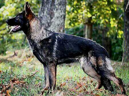 Sussexwolves Veruka